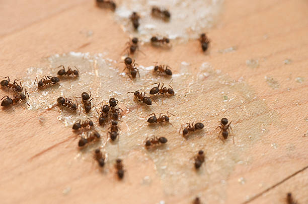 Best Exterminator Services  in Ambridge, PA